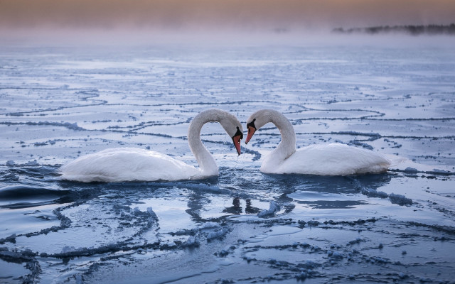 Swans cold lake ice puzzle free wallpaper for desktop - medium preview image