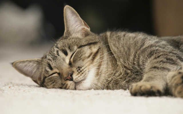 Cat sleeping floor blurry photorealistic #2 free wallpaper for desktop - medium preview image