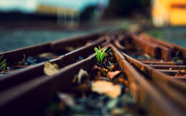 Small plant train tracks blurry free wallpaper for desktop - medium preview image