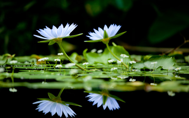 White flowers lake lilies macro free wallpaper for desktop - medium preview image