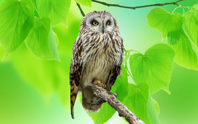 Small owl perched branch green free wallpaper for desktop - medium preview image