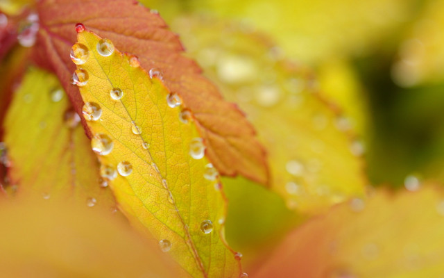 Leaf water droplets yellow red free wallpaper for desktop - medium preview image