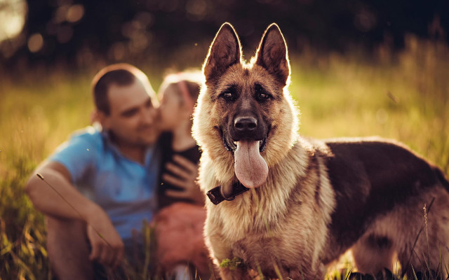Man woman dog field kiss free wallpaper for desktop - medium preview image