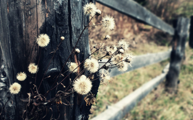 Wooden fence flowers bokeh citylights free wallpaper for desktop - medium preview image