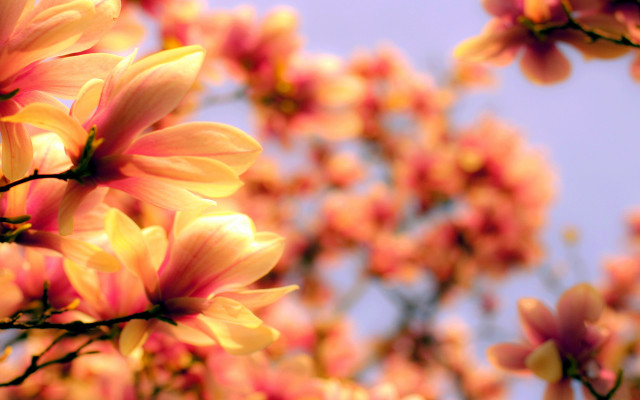 Pink flowers tree bokeh autumn free wallpaper for desktop - medium preview image