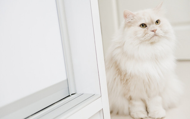 White cat reflection mirror room free wallpaper for desktop - medium preview image