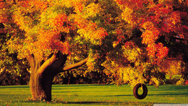 Tire swing autumn tree fire free wallpaper for desktop - medium preview image