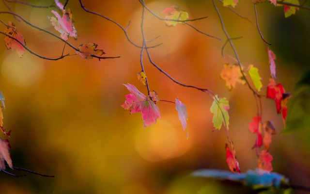 Branch leaves autumn microscopic blurry free wallpaper for desktop - medium preview image