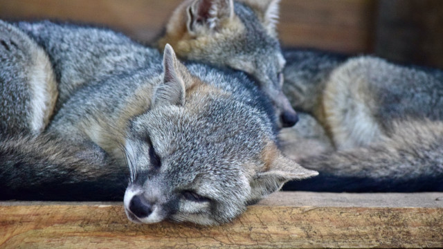 Gray cats sleeping wooden surface free wallpaper for desktop - medium preview image