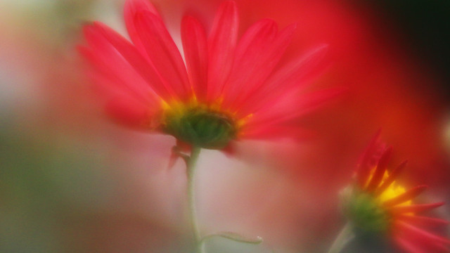 Closeup flower softfocus macro spiderlily free wallpaper for desktop - medium preview image