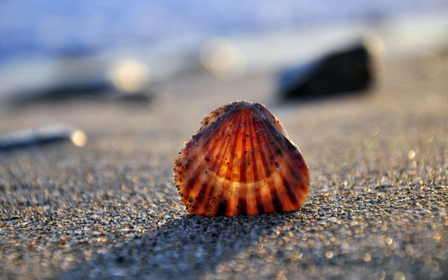 Shell beach rocks sunset bokeh free wallpaper for desktop - medium preview image
