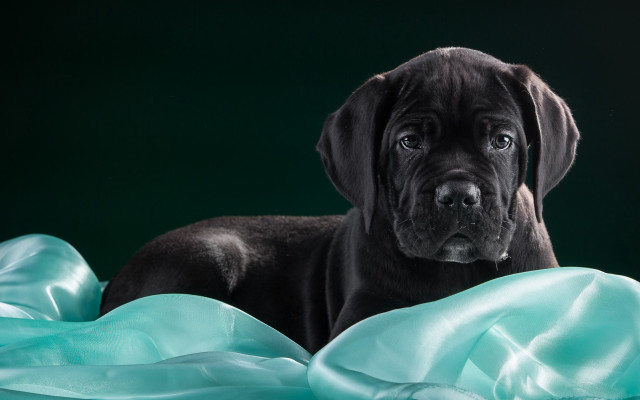 Black dog blue blanket photorealistic free wallpaper for desktop - medium preview image