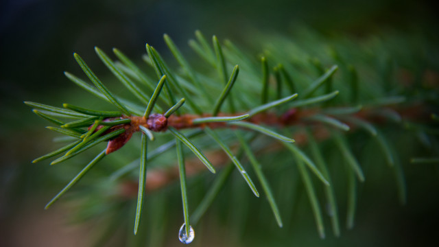 Pine water drop needles blurry free wallpaper for desktop - medium preview image