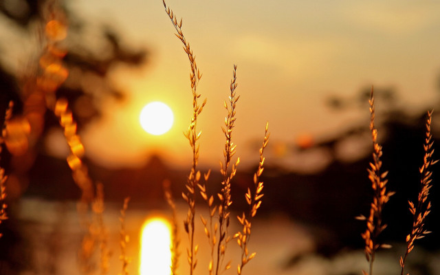 Sunset plant water fire embers free wallpaper for desktop - medium preview image
