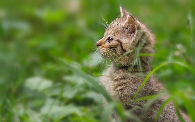 Kitten grass blurry bokeh impressionism free wallpaper for desktop - medium preview image
