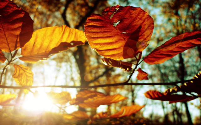 Tree leaves sun autumn macro free wallpaper for desktop - medium preview image