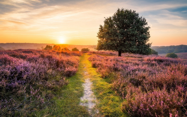 Sunset path tree flower field free wallpaper for desktop - medium preview image