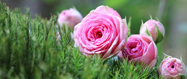 Pink roses green field bush free wallpaper for desktop - medium preview image