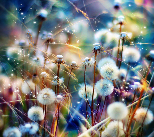 Dandelions water droplets blurry background free wallpaper for tablet - medium preview image