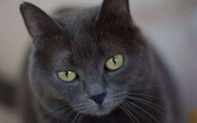 Black cat yellow eyes macro free wallpaper for desktop - medium preview image