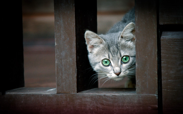 Kitten green eyes wooden door #2 free wallpaper for desktop - medium preview image