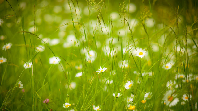 Wildflowers daisies grass bloom nature free wallpaper for desktop - medium preview image