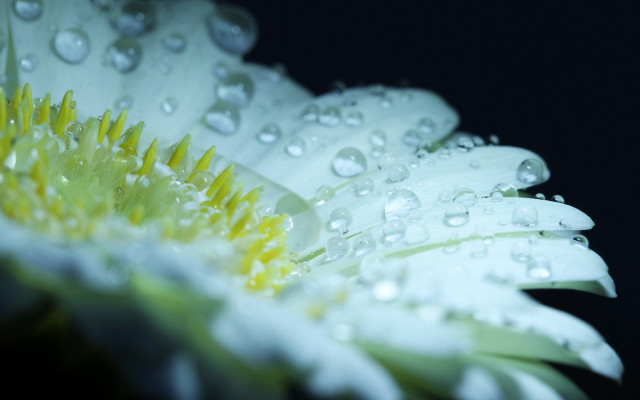 Flower water droplets macro bokeh #7 free wallpaper for desktop - medium preview image