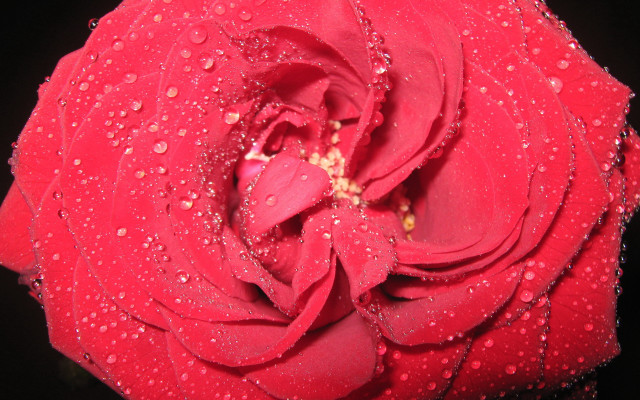 Red rose water droplets macro #70 free wallpaper for desktop - medium preview image