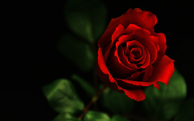 Red rose green leaves black free wallpaper for desktop - medium preview image