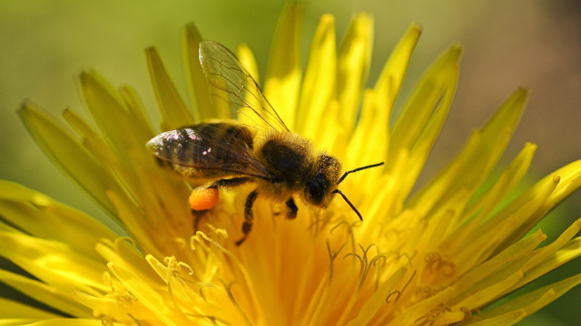 Bee flower macro burning fire free wallpaper for desktop - medium preview image