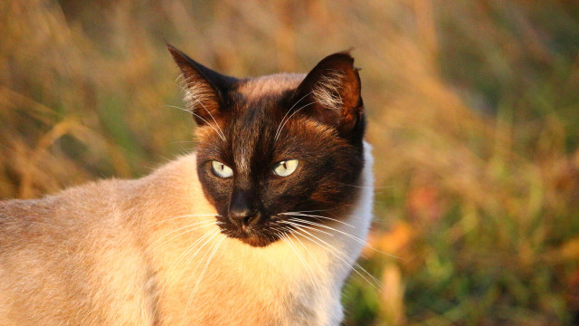 Blue eyed cat serious look free wallpaper for desktop - medium preview image