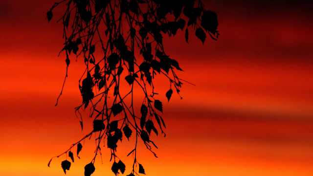 Tree branch leaves red sky free wallpaper for desktop - medium preview image