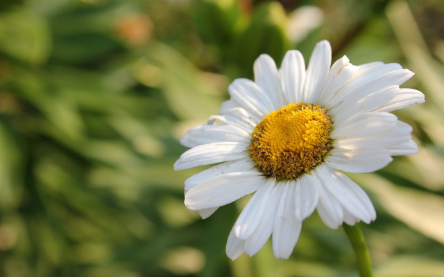 White flower yellow center bokeh #3 free wallpaper for desktop - medium preview image