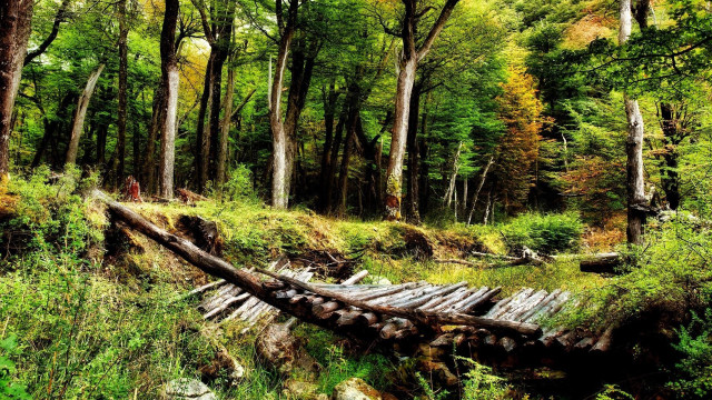 Wooden bridge forest trees grass free wallpaper for desktop - medium preview image