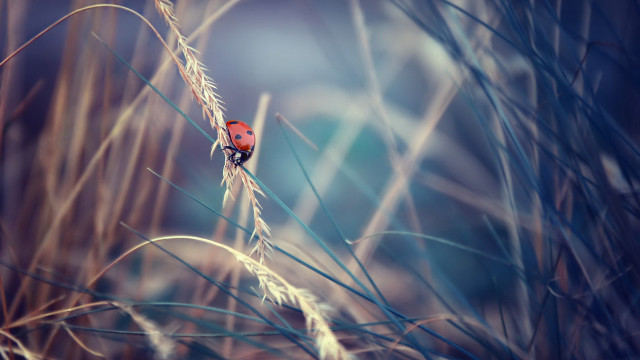 Red bird tall grass blue free wallpaper for desktop - medium preview image