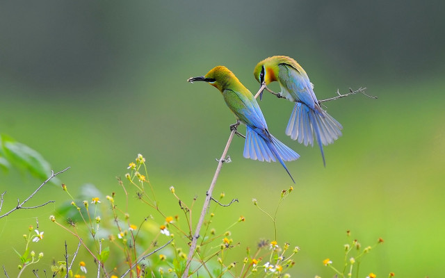 Two birds wings spread flying free wallpaper for desktop - medium preview image