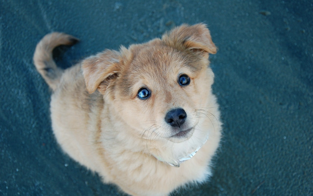 Small dog blue eyes starry free wallpaper for desktop - medium preview image