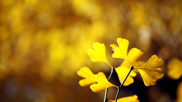 Yellow flower bokeh autumn leaves free wallpaper for desktop - medium preview image