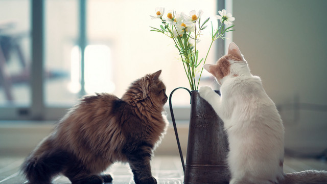 Cats vase flowers sniffing romanticism free wallpaper for desktop - medium preview image