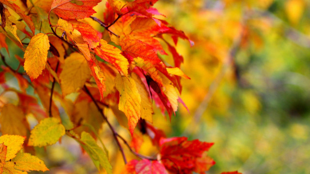 Autumn leaves blurry background fire #2 free wallpaper for desktop - medium preview image