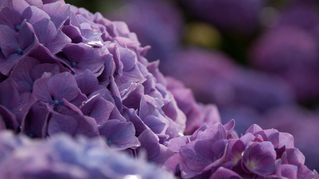 Purple flower closeup water droplets free wallpaper for desktop - medium preview image