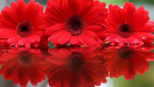 Red flower bouquet macro floral free wallpaper for desktop - medium preview image