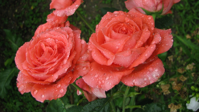 Pink roses water droplets garden free wallpaper for desktop - medium preview image