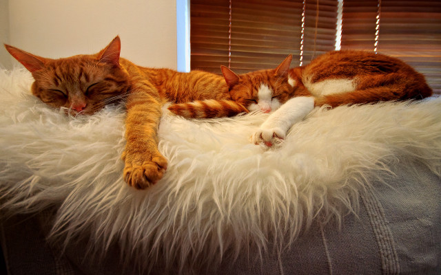 Cats sleeping fluffy blanket couch free wallpaper for desktop - medium preview image
