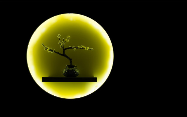 Vase small tree yellow circle free wallpaper for desktop - medium preview image