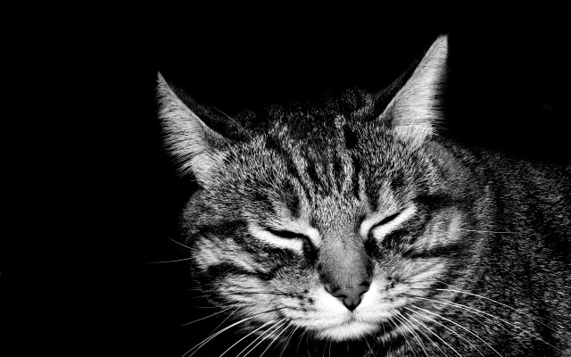 Black white cat sleeping table free wallpaper for desktop - medium preview image