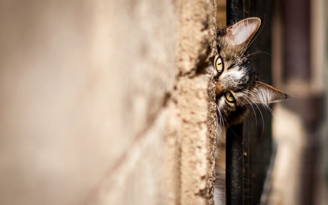 Cat peeking window brick fence free wallpaper for desktop - medium preview image