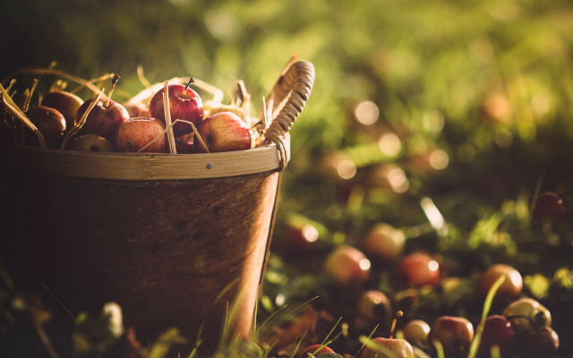 Basket apples ecological art harvest free wallpaper for desktop - medium preview image