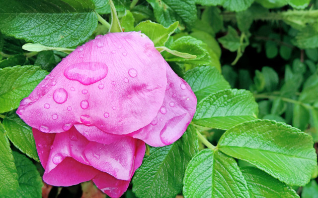 Pink flower water droplets green #3 free wallpaper for desktop - medium preview image