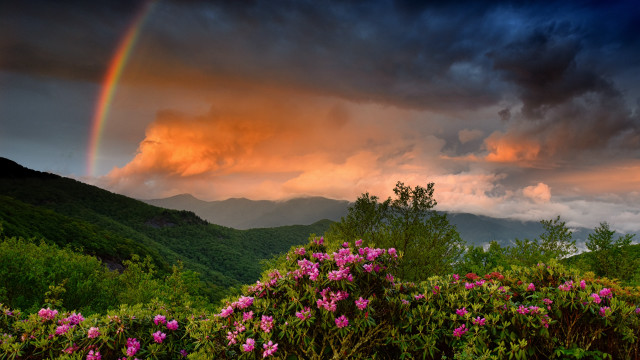 Rainbow mountain flower sunset forest free wallpaper for desktop - medium preview image